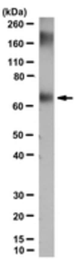 Atrial Natriuretic peptide Rabbit anti-Mouse, Rat, Polyclonal, Chemicon:Antibodies:Primary